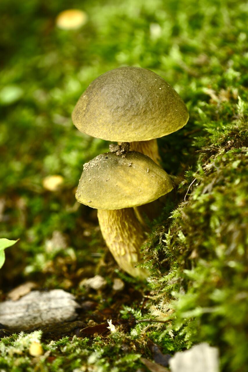 つきのこ ページ maxresdefault.jpg