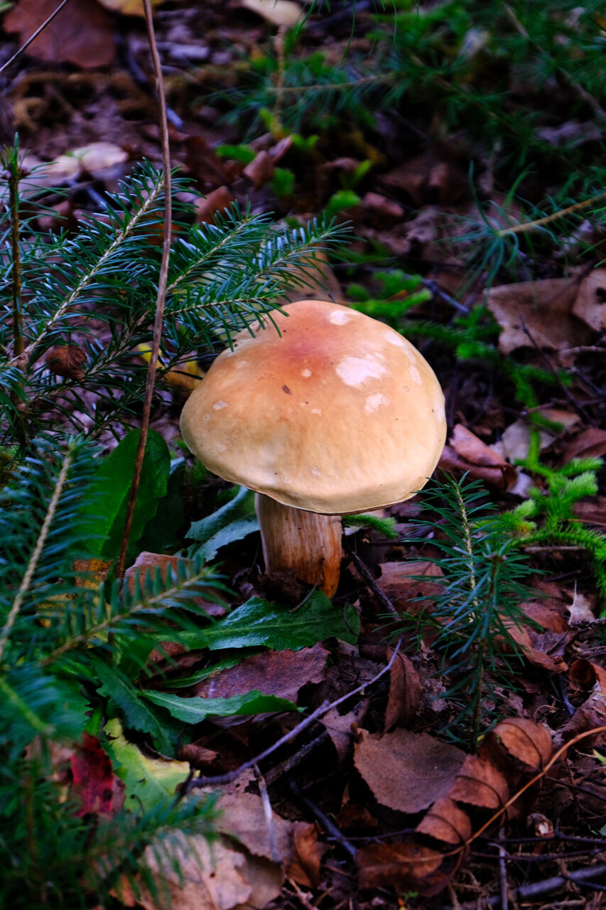 第949話 ～ キノコの修行 No1(ヤマドリダケ)！！～ : 植物