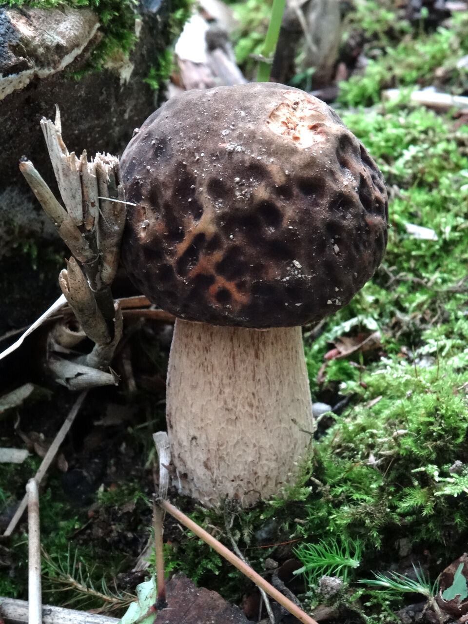 つきのこ ページ maxresdefault.jpg