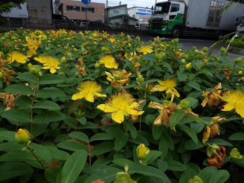 第5246話 ヒペリカム カリシナム 堀田清の元気が出るおはなし