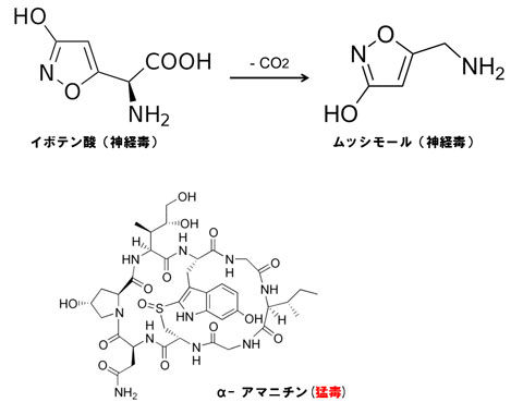 第3547話 テングタケくんは美味なのに猛毒なわけ 堀田清の元気が出るおはなし