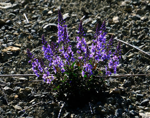 第話 過去最高の蝦夷深山鍬形さん 堀田清の元気が出るおはなし