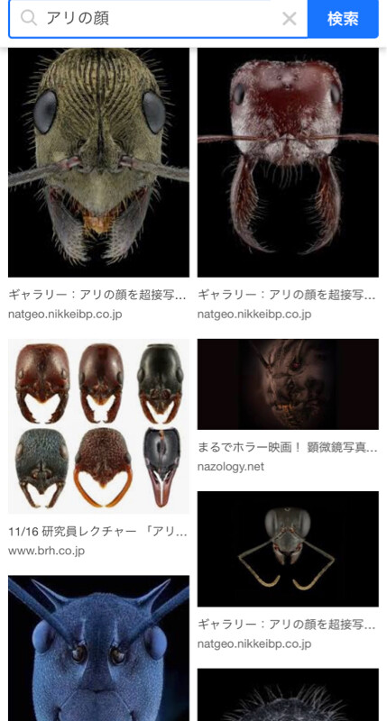 【画像】アリの顔を顕微鏡で見た結果WWWIWWWIWWWIWWWIWWWIWWWIWWWIWWWIWWW : まるホラ速報