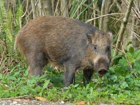 画像 イノシシの子供はウリ坊 とかいう世の中に蔓延る悪質な嘘について まるたろうの怖い心霊ブログ 画像 イノシシの子供はウリ坊 とかいう世の中に蔓延る悪質な嘘について まるたろうの怖い心霊ブログ