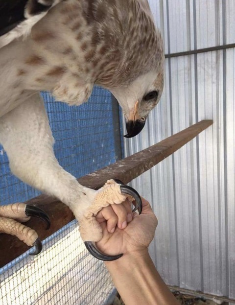 画像 オウギワシ怖すぎﾜﾛﾀｗ 翼開長2m 時速80kmで相手を強襲 鉤爪の威力はライフル弾の3倍 まるたろうの怖い心霊ブログ