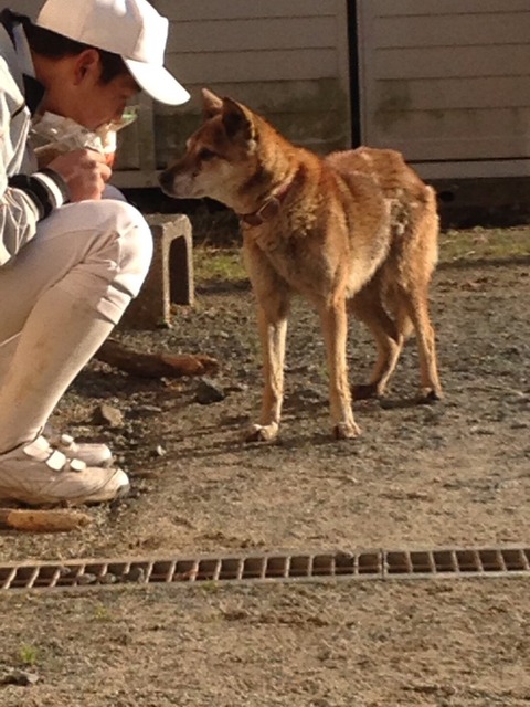 どこの国でしょう 女子大キャンパス内で飼育された犬 酒のつまみに まるたろうの怖い心霊ブログ