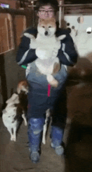 悲報 柴犬 まめ蔵 訓練士に叩かれ涙目になる まるたろうの怖い心霊ブログ