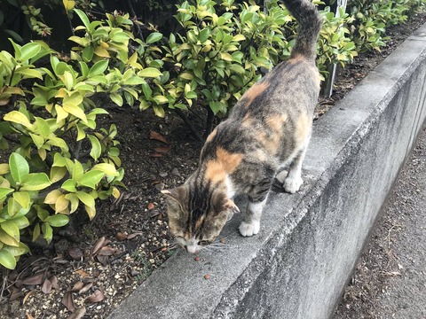 画像 ドールマニアさん モバイルバッテリーで火事になり全てを失ってしまう まるたろうの怖い心霊ブログ