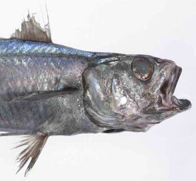 白身魚のフライの正体ww まるたろうの怖い心霊ブログ 白身魚のフライの正体ww まるたろうの怖い心霊ブログ