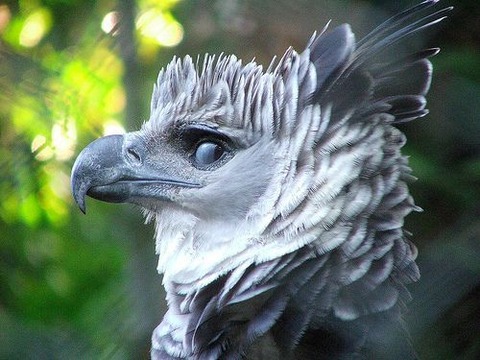 画像 やけに色気がある鳥shshshshshshshshshshshsh まるたろうの怖い心霊ブログ 画像 やけに色気がある鳥shshshshshshshshshshshsh まるたろうの怖い心霊ブログ