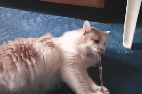 画像 猫さん サンタさんにプレゼントをもらい大満足 Twitterで6万いいね まるたろうの怖い心霊ブログ
