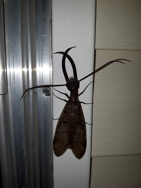 悲報 俺ん家のドアに謎のキモイ虫が張り付いているもよう まるたろうの怖い心霊ブログ