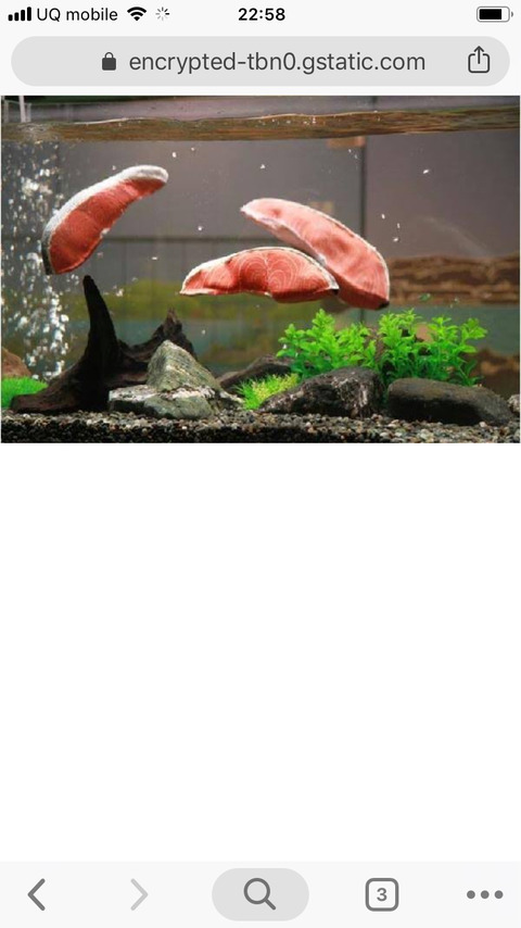 魚 痛いのはやめて 料理人 任せろ 魚 ふう 安堵 まるたろうの怖い心霊ブログ