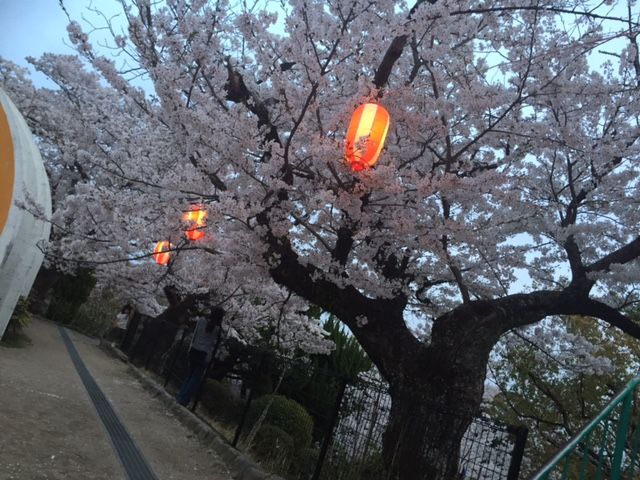 桜