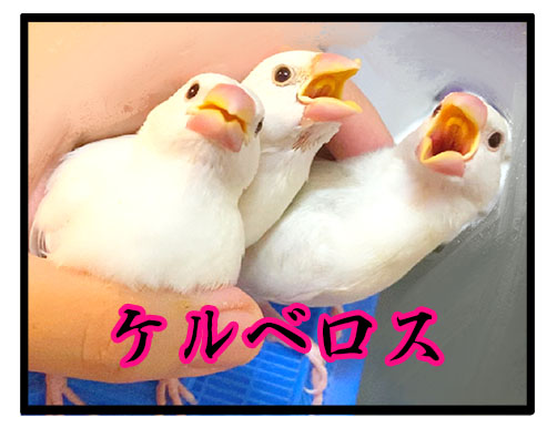 雛の文鳥のご飯いらないサイン さらにわかりやすくなる えるポピ ハッピーオタクライフ Powered By ライブドアブログ
