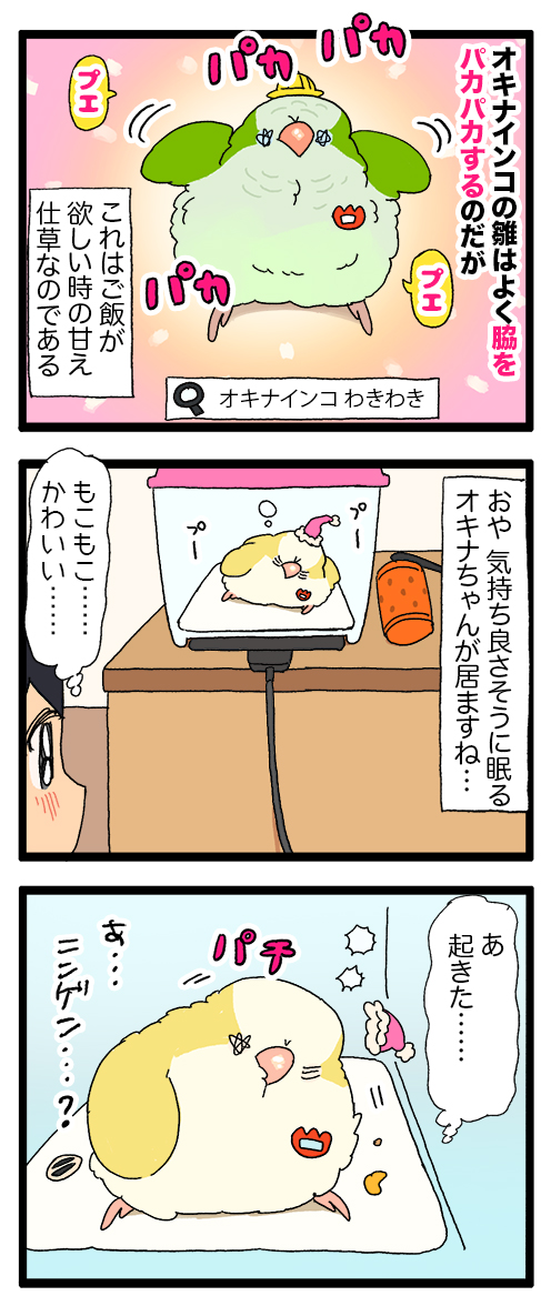 オキナインコちゃん、寝起きのプエプエ : えるポピ・ハッピーオタク