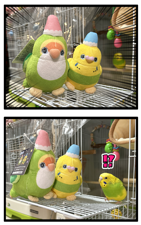 第二弾】ぬいぐるみが登場するぞー！！📣📣 : えるポピ