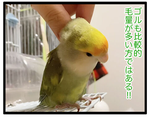 鳥を飼ってても犬や猫のもふもふが恋しくなる理由 えるポピ ハッピーオタクライフ Powered By ライブドアブログ