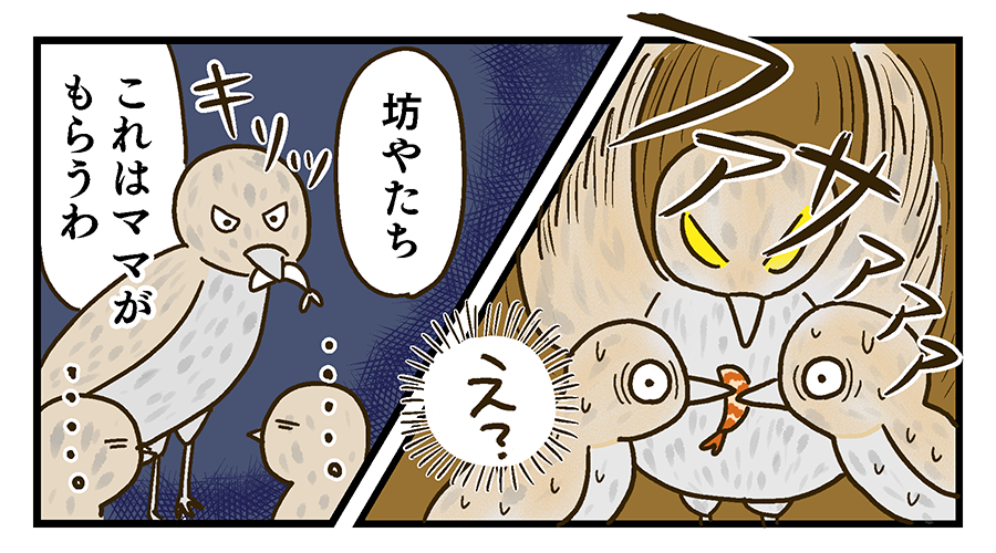 親鳥が現れてエビをかっさらっていった