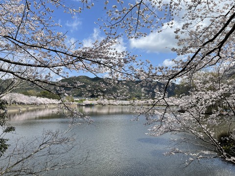 人吉桜②