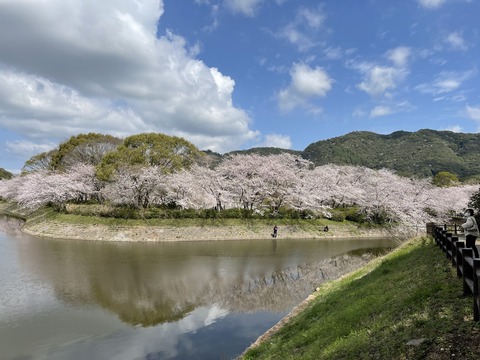 人吉桜
