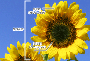 Images Of 頭状花 Japaneseclass Jp Images Of 頭状花 Japaneseclass Jp