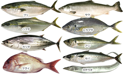 元の青魚種類 すべての魚の画像