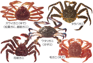 ヘルシー素材046 蟹 タンパク質 ヘルシー素材図鑑 Maruk Jp