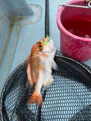 IMG_3229