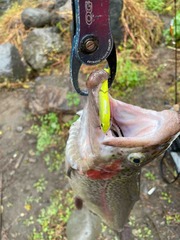 IMG_3729