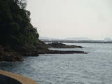 画像アオウ・海水 006