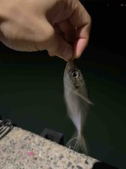 IMG_7740