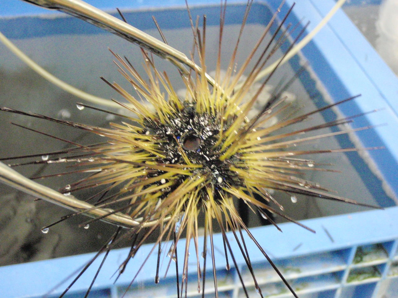 ガンガゼくん 釣り具のまるきん糸島ファミリー