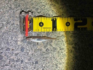 FullSizeRender