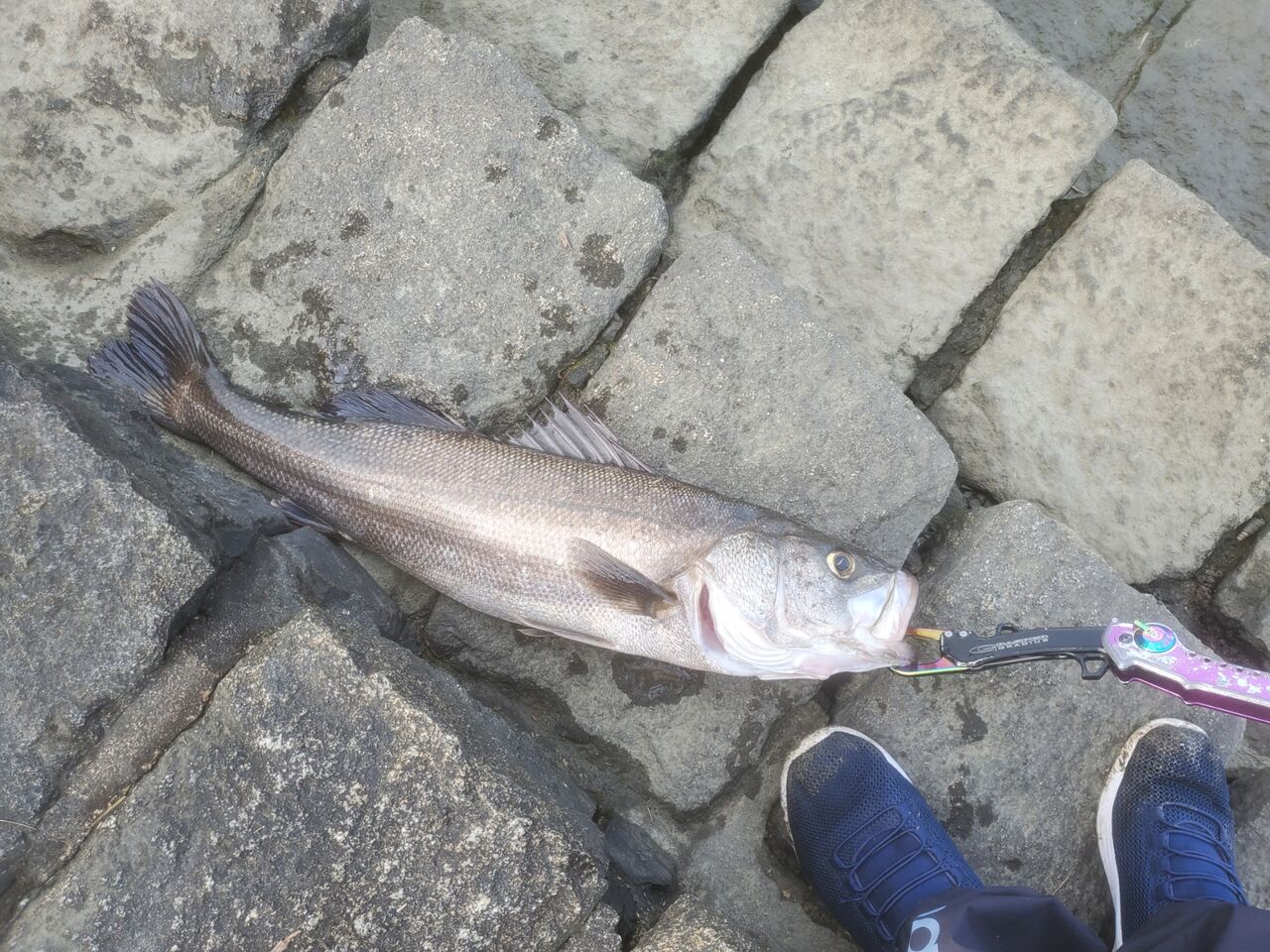 春の日中シーバス釣り 釣り具のまるきん糸島ファミリー