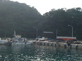 画像アオウ・海水 008