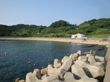 画像アオウ・海水 005