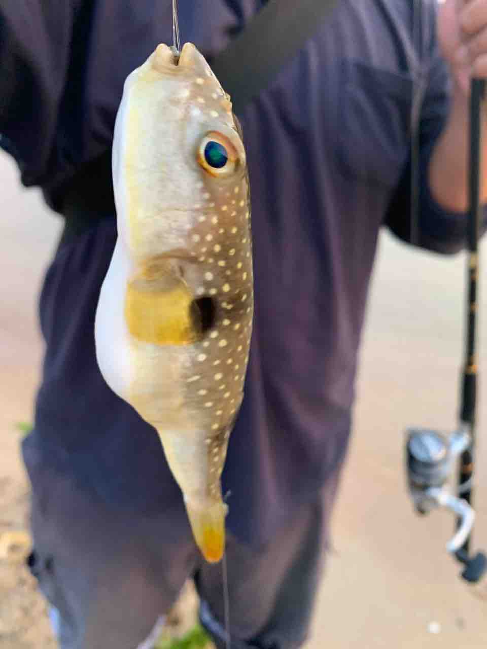 近場でキス釣り 釣り具のまるきん糸島ファミリー 近場でキス釣り 釣り具のまるきん糸島ファミリー