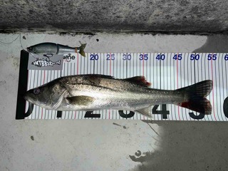 FullSizeRender