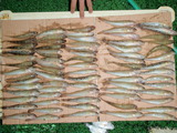 0926小形禎之 魚