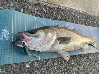 FullSizeRender