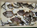 0927馬場保成 魚