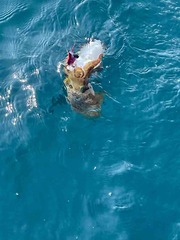 IMG_3774