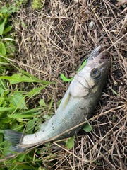 IMG_3820