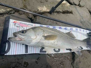 FullSizeRender