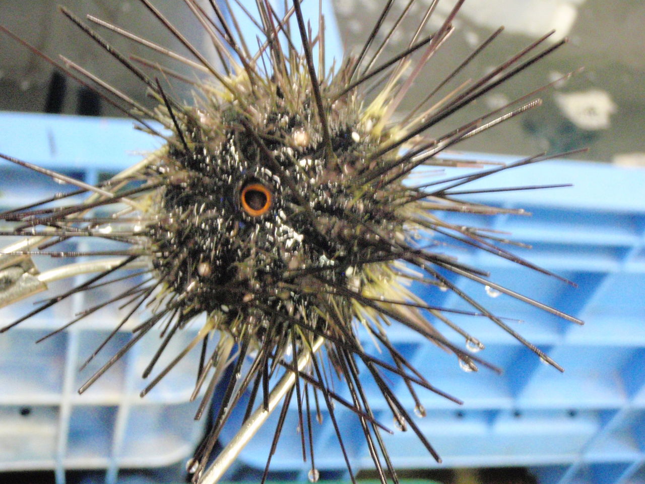 ガンガゼくん 釣り具のまるきん糸島ファミリー