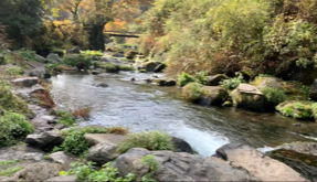 image (1)