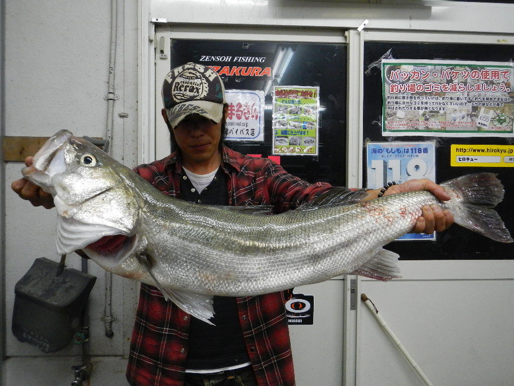 ランカーシーバス 激アツだっ 釣り具のまるきん糸島ファミリー ランカーシーバス 激アツだっ 釣り具のまるきん糸島ファミリー