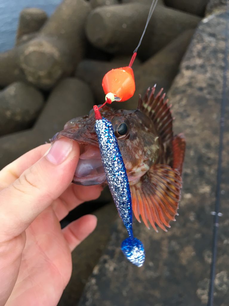 アジ釣りに行きましたが 釣り具のまるきん糸島ファミリー