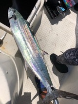 o0809108014534400518